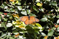 Danaus erippus