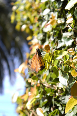 Danaus erippus