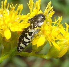 Acmaeodera decipiens