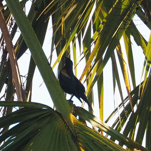 Agelaius humeralis