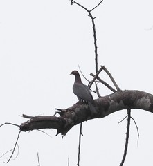 Patagioenas squamosa