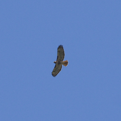 Buteo jamaicensis solitudinis