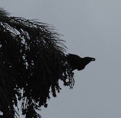 Corvus nasicus