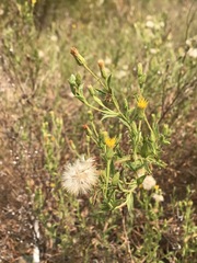 Heterotheca oregona