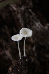 Fungi