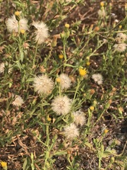 Heterotheca oregona