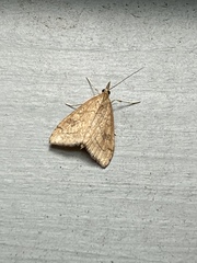 Udea profundalis