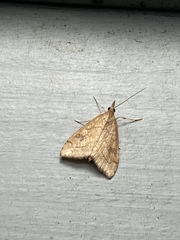 Udea profundalis