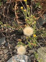 Heterotheca oregona