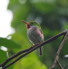 Todus multicolor