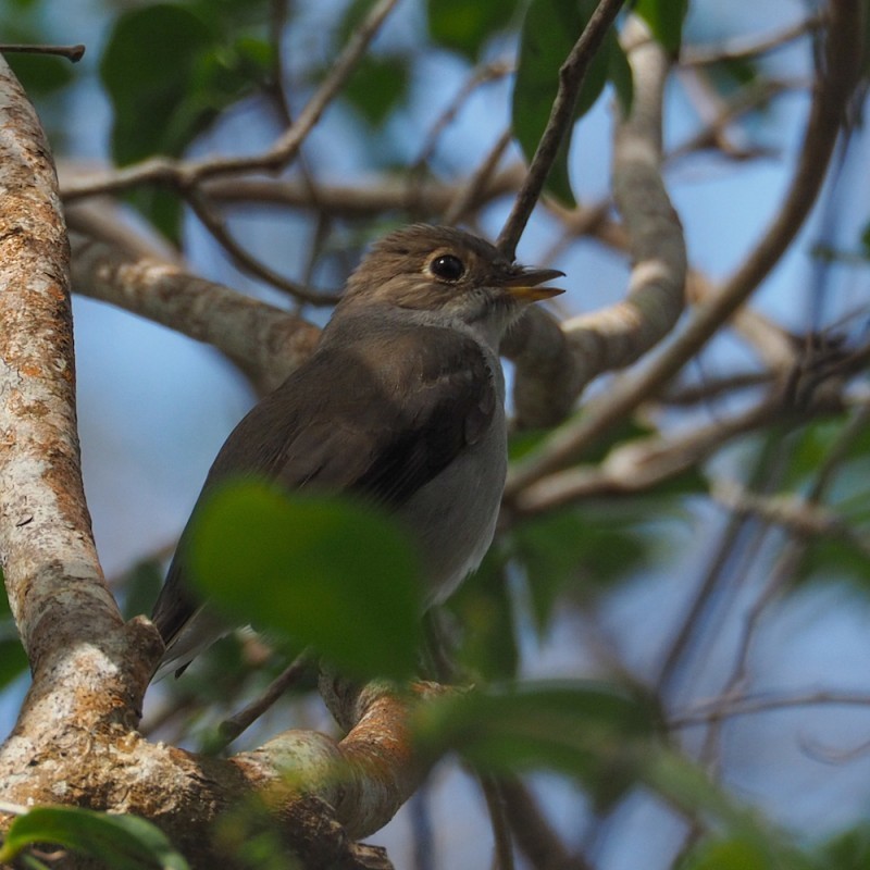 Cuban Solitaire