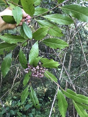 Viburnum nitidum