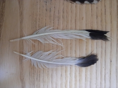 Haematopus ostralegus