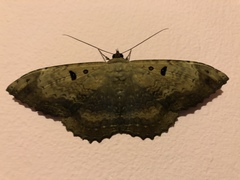 Lepidoptera