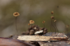 Fungi