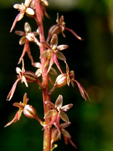 Heartleaf Twayblade