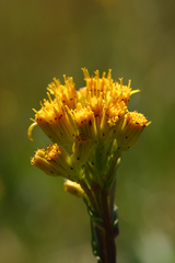 Senecio hydrophiloides