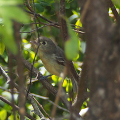Vireo gundlachii