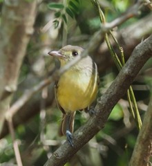 Vireo gundlachii