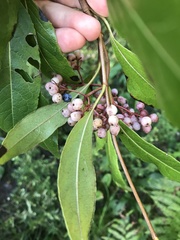 Viburnum nitidum