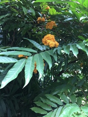Saraca thaipingensis