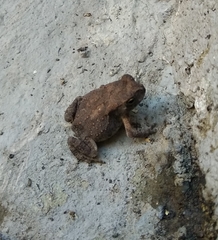 Duttaphrynus melanostictus