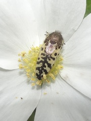 Acmaeodera decipiens