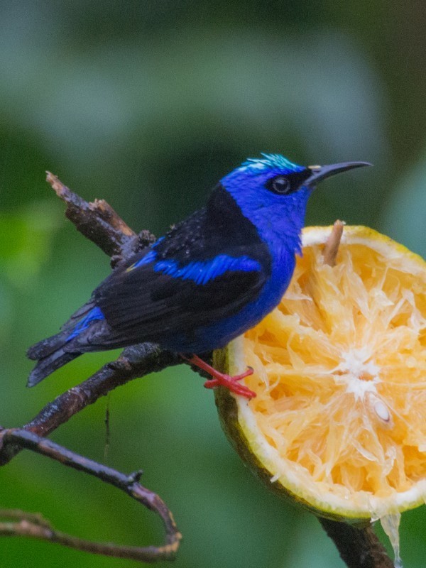Northern Red-legged Honeycreeper