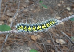Agapema homogena