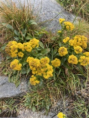 Solidago spithamaea