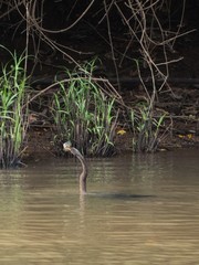 Anhinga anhinga leucogaster