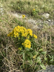 Solidago spithamaea