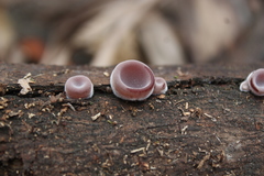 Fungi