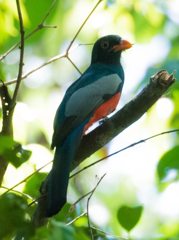 Slaty-tailed Trogon (Massena)