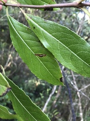 Viburnum nitidum