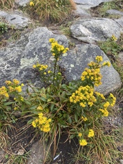 Solidago spithamaea