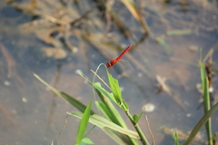 Crocothemis servilia