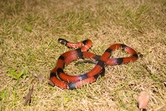 Micrurus dumerilii dumerilii