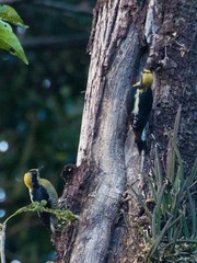 Melanerpes chrysauchen