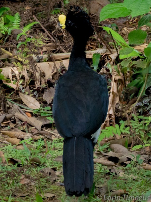 Great Curassow