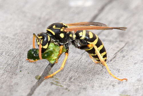 European Paper Wasp, photo 4 of 10