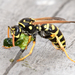 European Paper Wasp - Photo (c) Steven Mlodinow, some rights reserved (CC BY-NC), uploaded by Steven Mlodinow