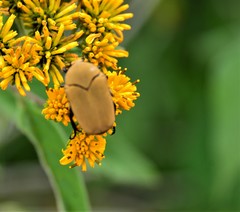 Hologymnetis cinerea
