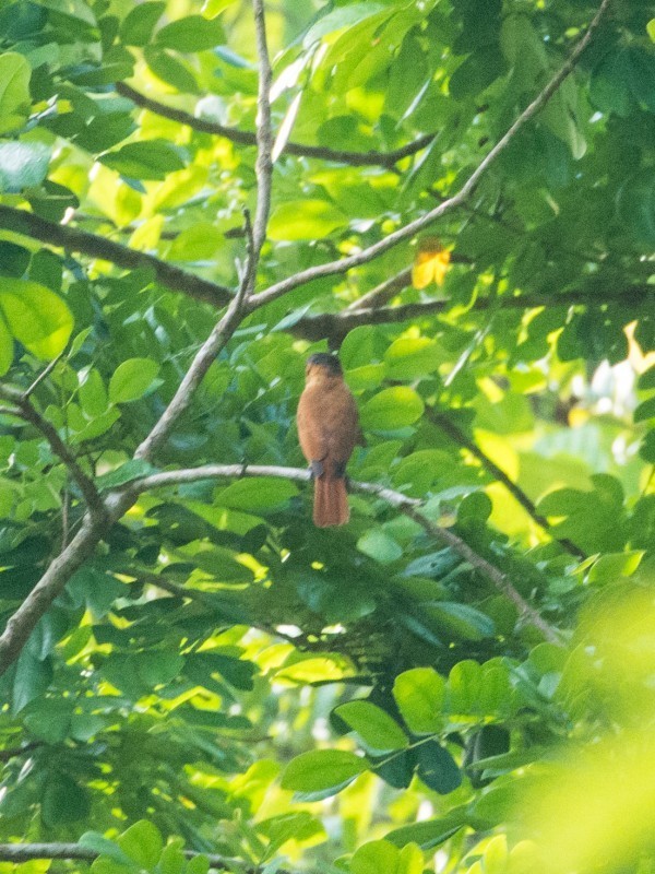 West Mexican Rose-throated Becard