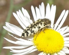 Acmaeodera decipiens
