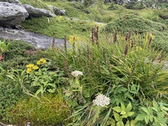 Liatris helleri