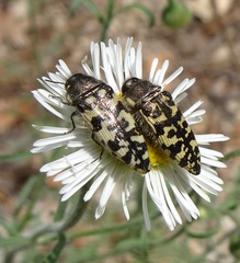 Acmaeodera decipiens