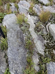 Liatris helleri
