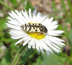 Acmaeodera decipiens