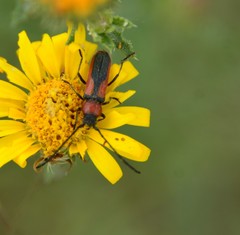 Crossidius discoideus